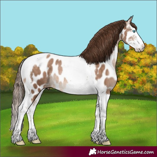 Horse Color:Brown Pearl Sabino Splash Tobiano Near Leopard Rabicano