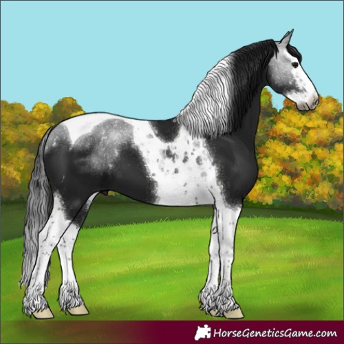 Horse Color:Gray Black Splash Tobiano