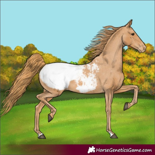 Horse Color:Chestnut Snowcap 
