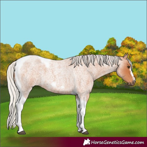 Horse Color:Silver Bay Roan Tobiano Frame 