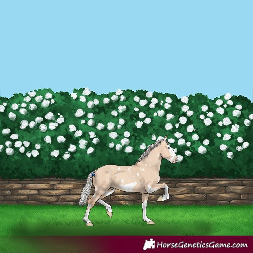 Horse Color:White Spotted Silver Amber Champagne Dun Splash Frame Varnish 