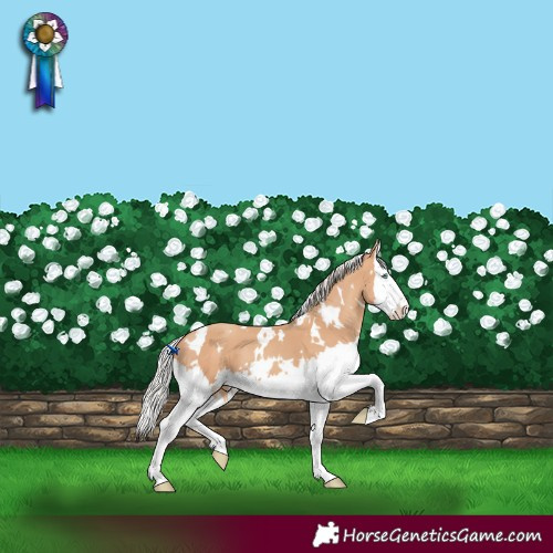Horse Color:White Spotted Silver Classic Champagne Splash 