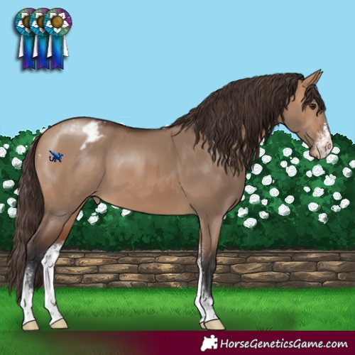 Horse Color:Bay Dun Sabino Varnish