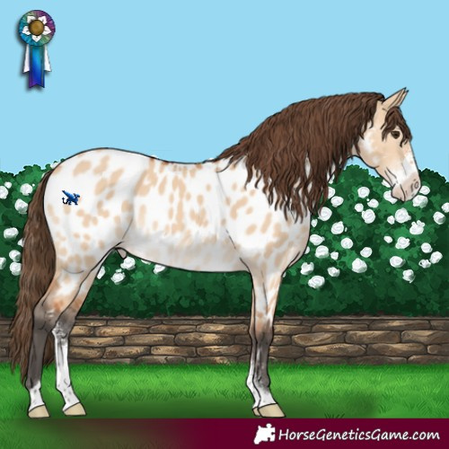 Horse Color:Bay Dun Sabino Near Leopard 