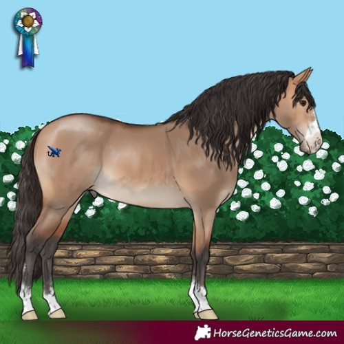 Horse Color:Bay Dun 