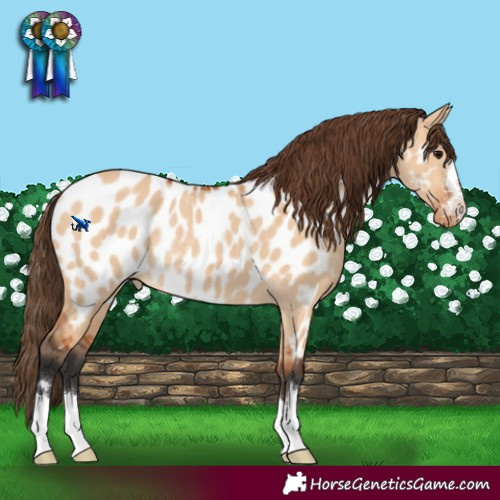 Horse Color:Bay Dun Near Leopard Rabicano 