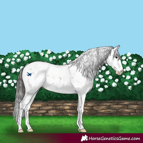 Horse Color:Bay Dun Sabino Rabicano 