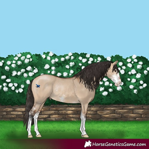Horse Color:Bay Dun Sabino Rabicano 