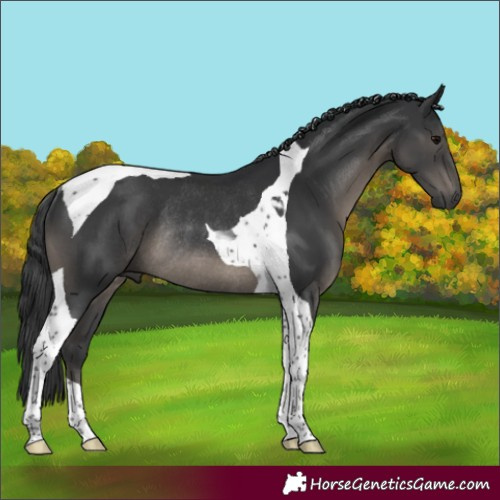 Horse Color:Black Tobiano Rabicano
