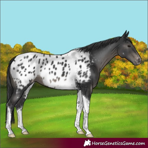 Horse Color:Black Tobiano Near Leopard 