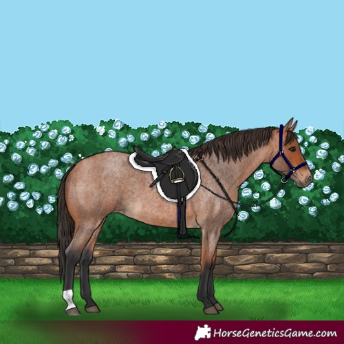 Horse Color:Bay Roan