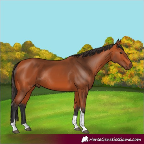 Horse Color:Bay Tobiano Rabicano