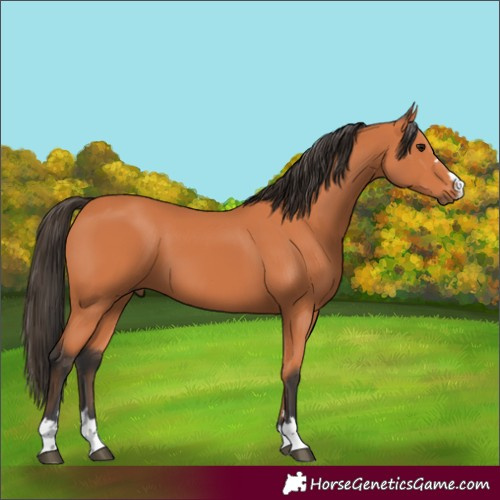 Horse Color:Bay 