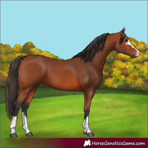 Horse Color:Bay 