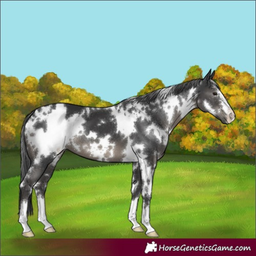 Horse Color:White Spotted Black