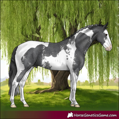 Horse Color:Black Sabino Splash Tobiano 