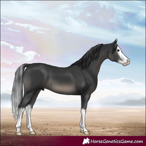 Horse Color:Black Splash 
