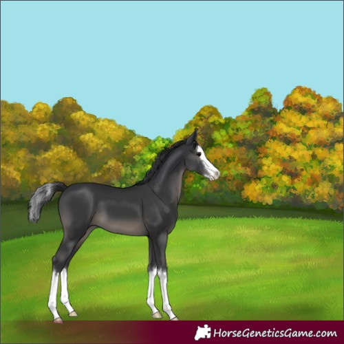 Horse Color:Black Splash 