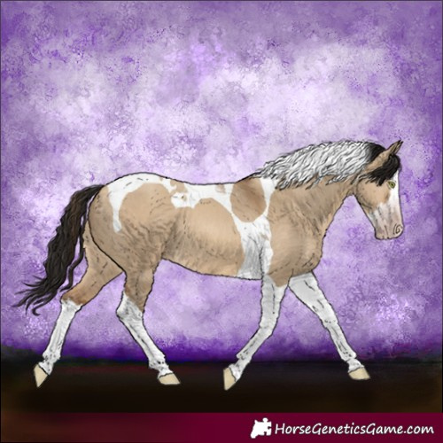 Horse Color:Gray Amber Champagne Dun Splash Tobiano 