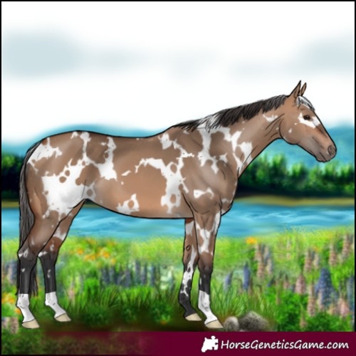 Horse Color:White Spotted Bay Dun 