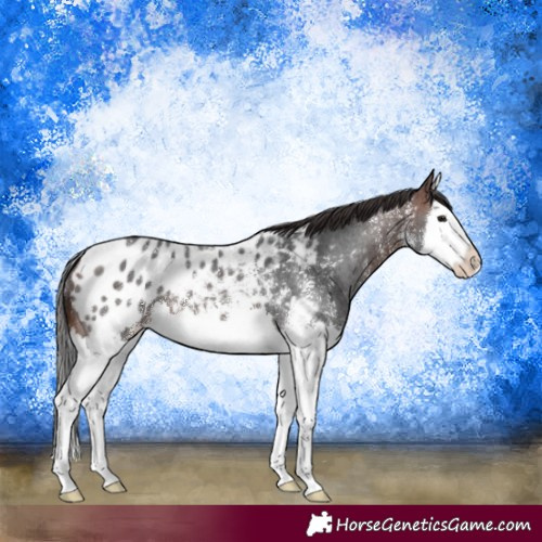 Horse Color:Brown Sabino Splash Blanket