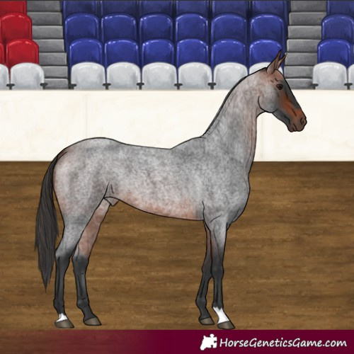 Horse Color:Bay Roan