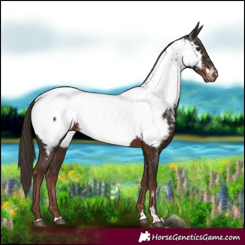 Horse Color:Liver Chestnut Near Fewspot 