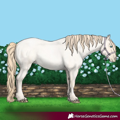 Horse Color:Buckskin Roan Pearl  and Buckskin Roan Pearl 