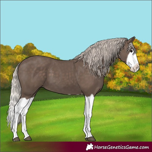 Horse Color:Silver Black Splash 