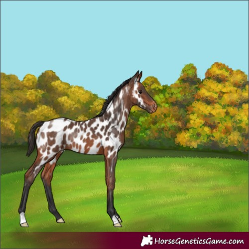 Horse Color:Bay Near Leopard Rabicano 