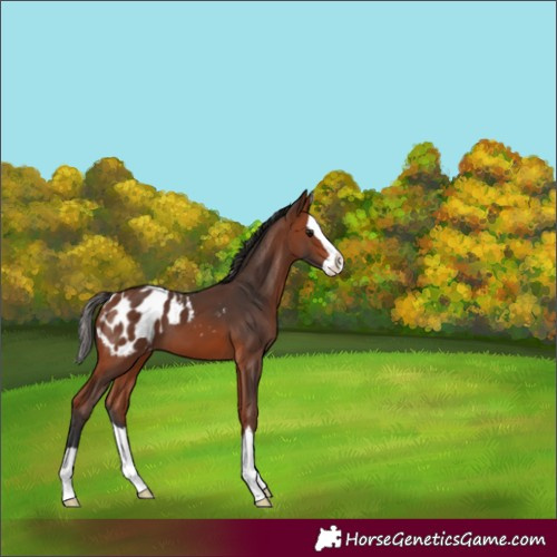 Horse Color:Bay Splash Appaloosa 