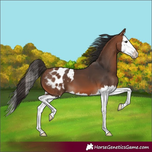 Horse Color:Bay Splash Blanket