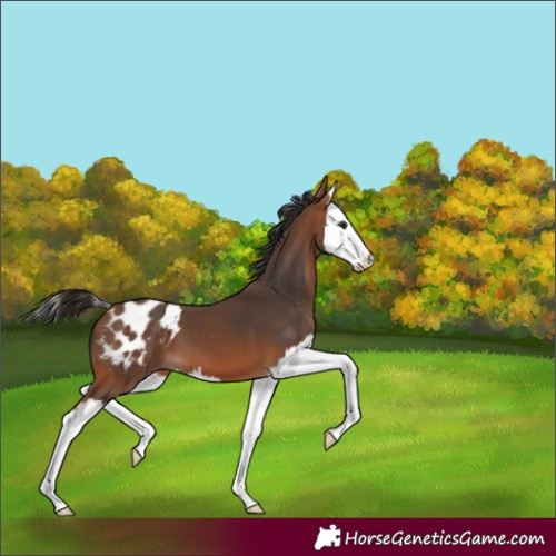 Horse Color:Bay Splash Appaloosa 