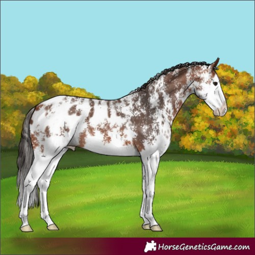 Horse Color:Bay Sabino Splash Blanket 