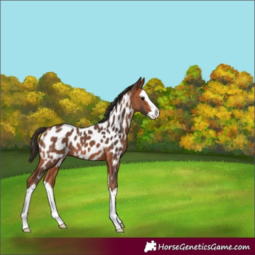 Horse Color:Bay Splash Near Leopard
