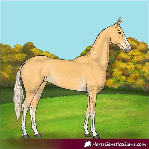 Horse Color:Palomino 
