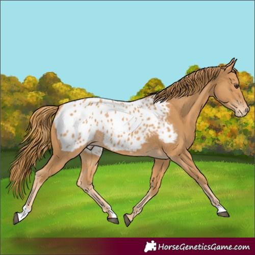 Horse Color:Chestnut Blanket