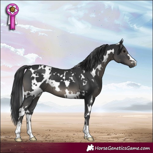 Horse Color:White Spotted Black