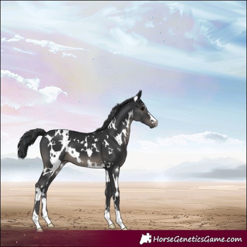 Horse Color:White Spotted Black 