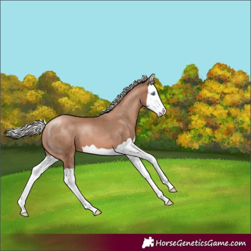 Horse Color:Silver Black Pearl Splash 