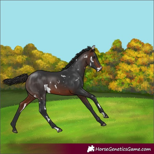 Horse Color:White Spotted Brown 