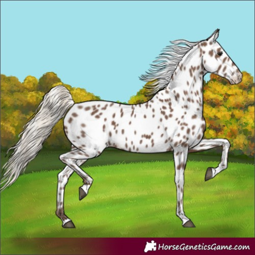 Horse Color:Silver Black Near Leopard Rabicano