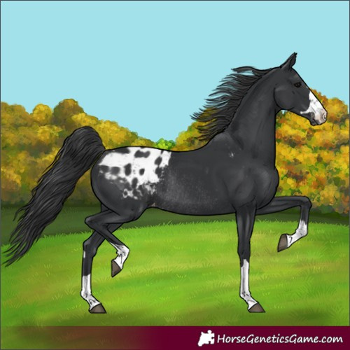 Horse Color:Black Blanket Rabicano 