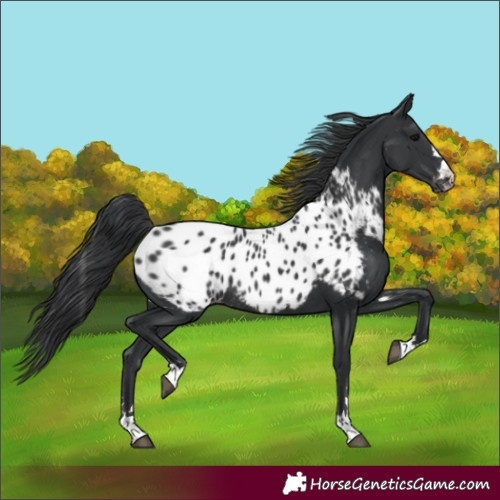 Horse Color:Black Near Leopard Rabicano