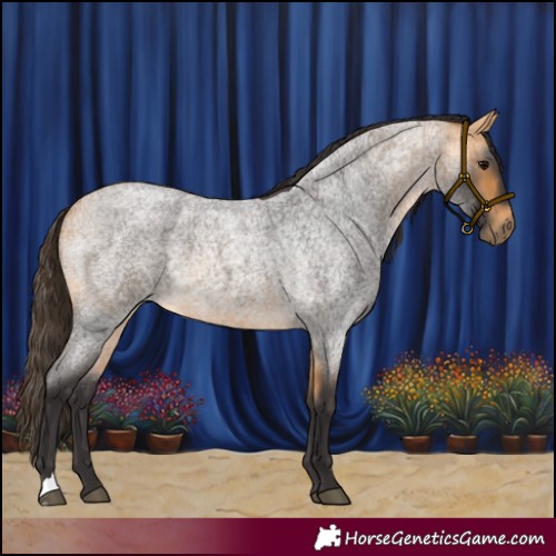 Horse Color:Buckskin Roan