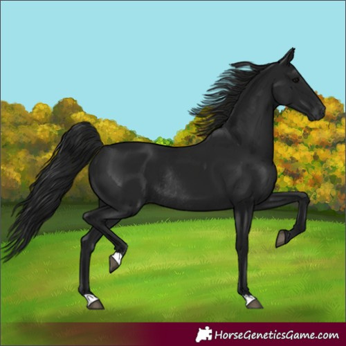 Horse Color:Gray Black Rabicano 