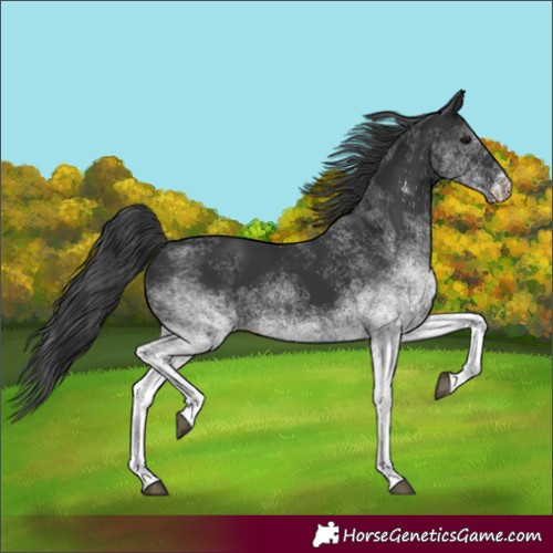 Horse Color:White Spotted Black Rabicano