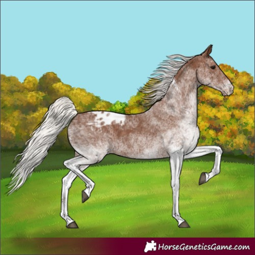 Horse Color:White Spotted Silver Black Blanket Rabicano 