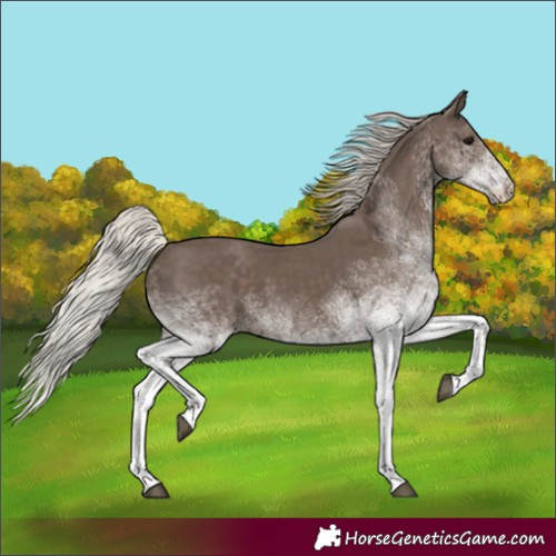Horse Color:White Spotted Silver Black