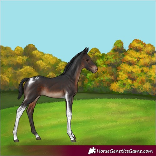 Horse Color:Brown Tobiano Appaloosa